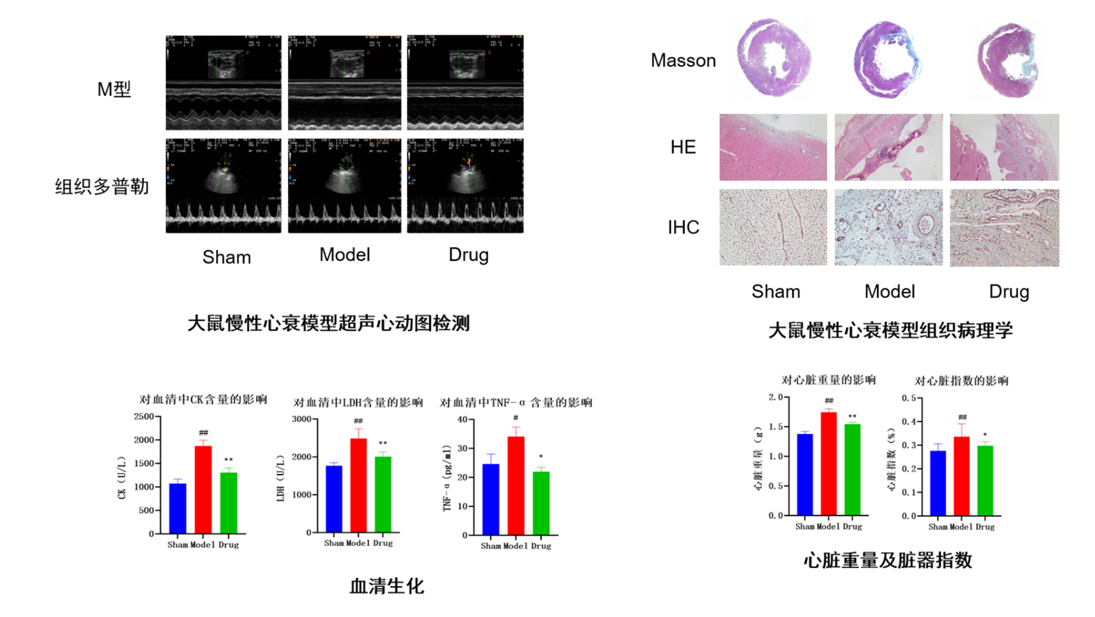 案例：慢性心衰大鼠模子